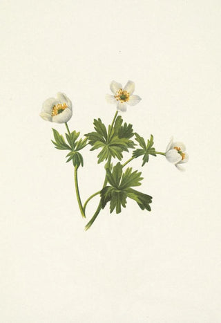 Mary Vaux Walcott - White Globeflower Trollius albiflorus.webp