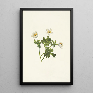 Mary Vaux Walcott - White Globeflower Trollius albiflorus.webp