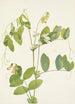 Pois blanc Lathyrus ochroleucus - Mary Vaux Walcott — vy av konstverket