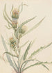Chardon blanc - Mary Vaux Walcott — vy av konstverket