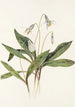 Erythrone blanche Erythronium albidum - Mary Vaux Walcott — vy av konstverket