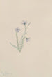 Lin sauvage Linum lewisii - Mary Vaux Walcott — vy av konstverket