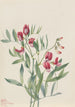 Pois sauvage Lathyrus decaphyllus - Mary Vaux Walcott — vy av konstverket