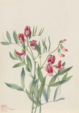 Mary Vaux Walcott - Wild Pea Lathyrus decaphyllus.webp