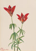 Lis des bois Lilium philadelphicum - Mary Vaux Walcott — vy av konstverket
