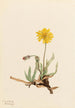 Agoséris laineuse Agoseris villosa - Mary Vaux Walcott — vy av konstverket