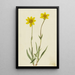Arnica laineuse Arnica tomentosa - Mary Vaux Walcott — inramlat konstverk på väggen
