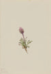 Vergerette laineuse Erigeron lanatus - Mary Vaux Walcott — vy av konstverket