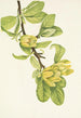 Magnolia cordé Magnolia cordata - Mary Vaux Walcott — vy av konstverket