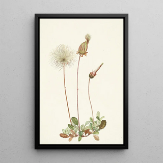 Mary Vaux Walcott - Yellow Dryad fruit Dryas drummondii.webp