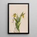 Sabot de Vénus gul Cypripedium parviflorum - Mary Vaux Walcott — inramlat konstverk på väggen
