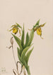 Sabot de Vénus gul Cypripedium parviflorum - Mary Vaux Walcott — vy av konstverket