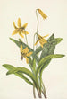 Erythrone gul Erythronium americanum - Mary Vaux Walcott — vy av konstverket
