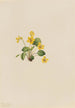 Violette jaune Viola orbiculata - Mary Vaux Walcott — vy av konstverket