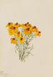 Zinnia Zinnia grandiflora - Mary Vaux Walcott — vy av konstverket