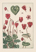 Cyclamen - Maurice Pillard Verneuil — vy av konstverket