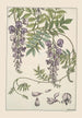 Glycine - Maurice Pillard Verneuil — vy av konstverket
