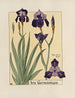 Iris germanica - Maurice Pillard Verneuil — vy av konstverket