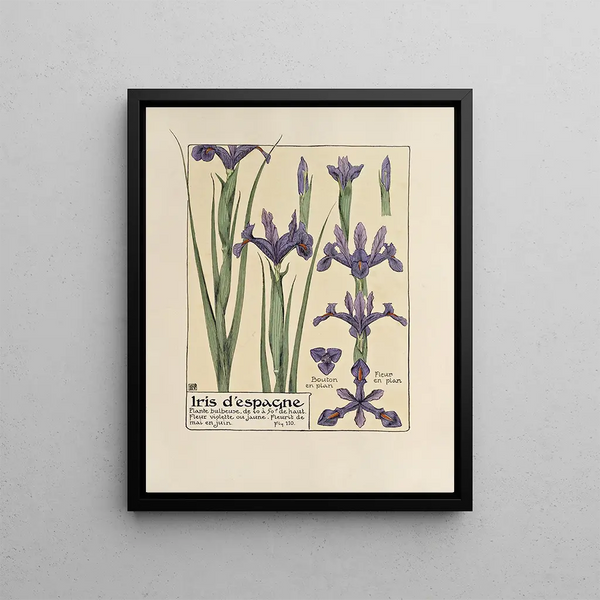 Maurice Pillard Verneuil - Iris despangne.webp