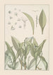 Muguet - Maurice Pillard Verneuil — vy av konstverket