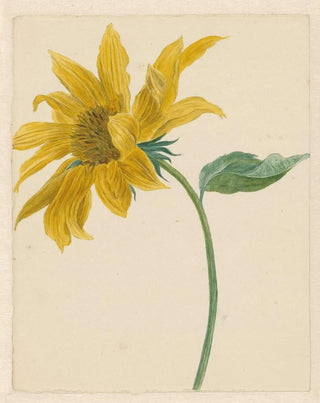 Michiel van Huysum - Tak met een zonnebloem.webp