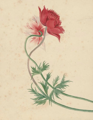 Michiel van Huysum - Twee takken met elk een bloem.webp