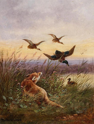 Moritz Mller - A Fox Hunting Ducks.webp