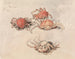 krabbstudier och spindlar i Venedig - Myles Birket Foster — vy av konstverket