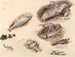 Studie av fisk i Venedig - Myles Birket Foster — vy av konstverket