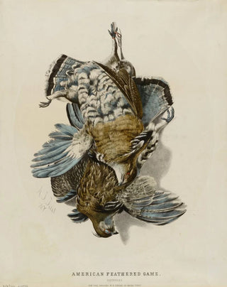 Nathaniel Currier - American Feathered GamePartridges.webp
