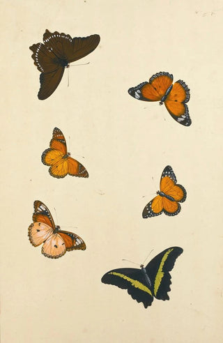 Nicolas Struyk - Studies Of Six Butterflies.webp