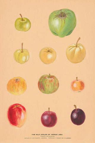 Nikolai Ivanovich Vavilov - The Wild Apples of Middle Asia 2.webp