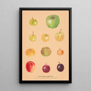 Nikolai Ivanovich Vavilov - The Wild Apples of Middle Asia 2.webp