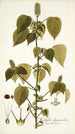 Acalypha alopecuroidea - Nikolaus Joseph Freiherr von Jacquin — vy av konstverket