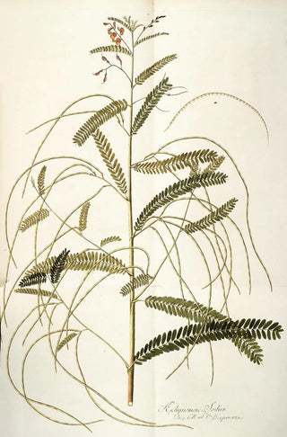 Nikolaus Joseph Freiherr von Jacquin - Aeschynomene bispinosa.webp