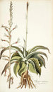 Agave virginica - Nikolaus Joseph Freiherr von Jacquin — vy av konstverket