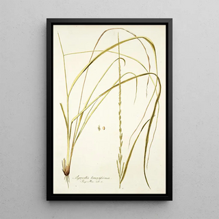 Nikolaus Joseph Freiherr von Jacquin - Agrostis tenacissima.webp