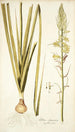 Albuca abyssinica - Nikolaus Joseph Freiherr von Jacquin — vy av konstverket