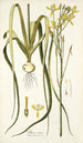 Albuca aurea - Nikolaus Joseph Freiherr von Jacquin — vy av konstverket