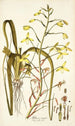 Albuca major - Nikolaus Joseph Freiherr von Jacquin — vy av konstverket