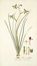 Albuca viridiflora - Nikolaus Joseph Freiherr von Jacquin — vy av konstverket