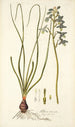 Albuca viscosa - Nikolaus Joseph Freiherr von Jacquin — vy av konstverket