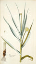 Alium ramosum - Nikolaus Joseph Freiherr von Jacquin — vy av konstverket