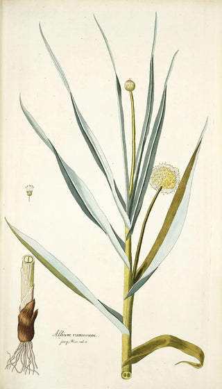 Nikolaus Joseph Freiherr von Jacquin - Alium ramosum.webp