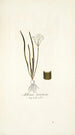 Allium striatum - Nikolaus Joseph Freiherr von Jacquin — vy av konstverket