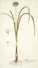 Allium suaveolens - Nikolaus Joseph Freiherr von Jacquin — vy av konstverket