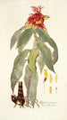 Alpinia comosa - Nikolaus Joseph Freiherr von Jacquin — vy av konstverket