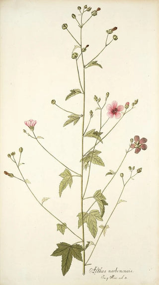 Nikolaus Joseph Freiherr von Jacquin - Althaea narbonensis.webp