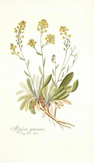Nikolaus Joseph Freiherr von Jacquin - Alyssum gemonense.webp