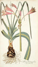 Amaryllis longifolia - Nikolaus Joseph Freiherr von Jacquin — vy av konstverket